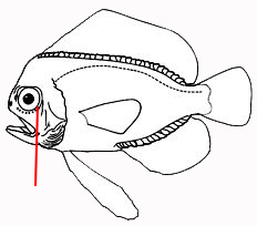 Platyberyx opalescens_claves_01.jpg